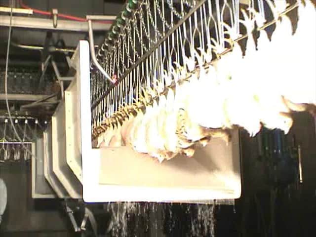 دستور العملهای نظارت بهداشتی طیور (کشتارگاه)